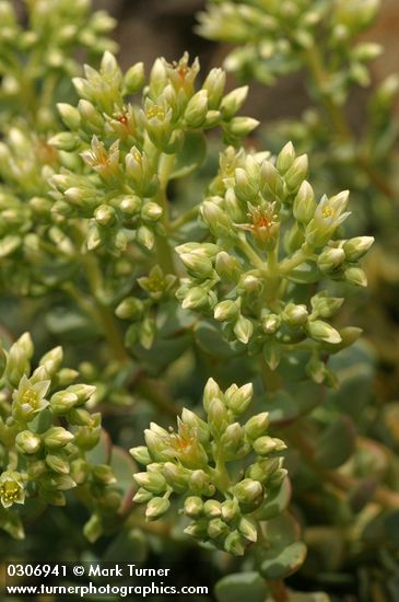 Sedum oregonense