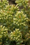 Creamy Stonecrop blossoms & buds