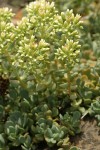 Creamy Stonecrop