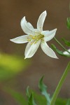 Washington Lily blossom