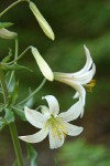 Washington Lily blossoms