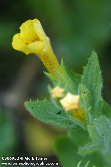 Mimulus moschatus