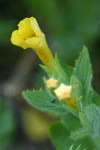 Musk Monkeyflower blossom & foliage detail