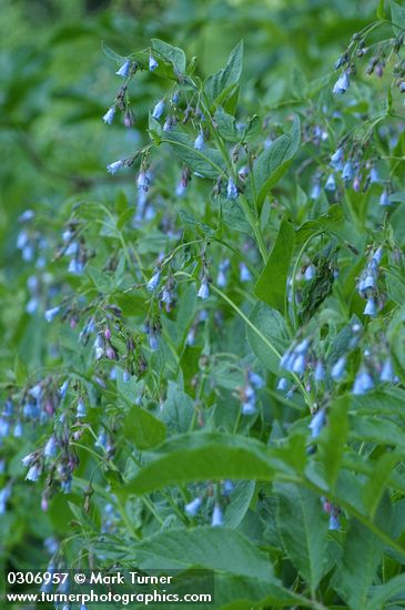 Mertensia paniculata