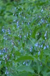 Tall Bluebells