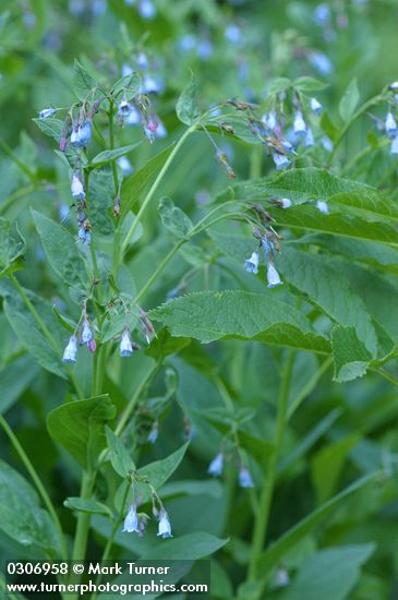 Mertensia paniculata