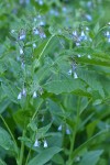 Tall Bluebells