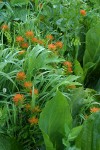 Harsh Paintbrush w/ Skunk Cabbage foliage in wet meadow