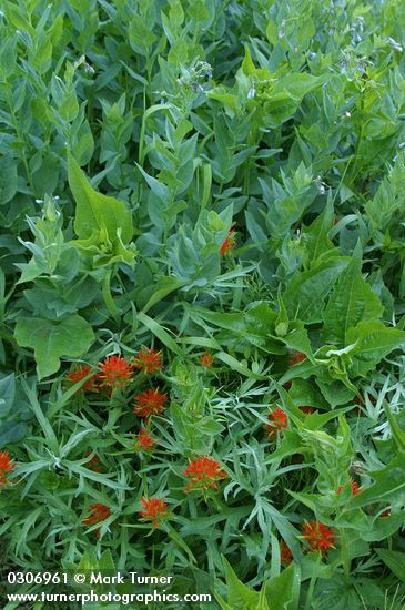 Castilleja hispida; Mertensia paniculata