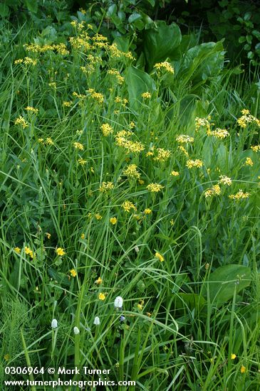 Senecio triangularis; Polygonum bistortoides