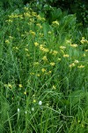 Arrowhead Butterweed & American Bistort in wet meadow