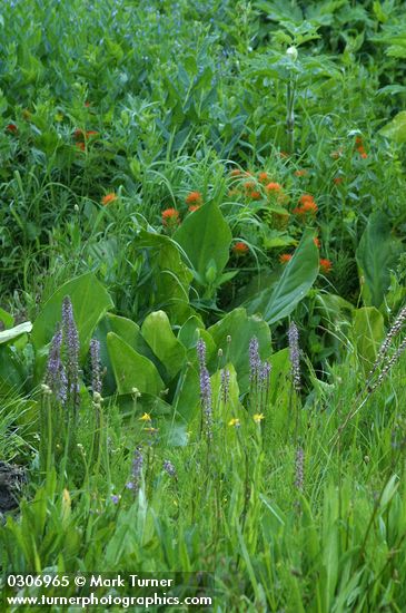 Pedicularis groenlandica; Lysichiton americanus; Castilleja hispida