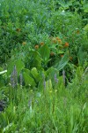 Elephant Head Lousewort, Skunk Cabbage foliage, Harsh Paintbrush in wet meadow