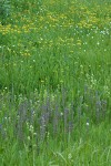 Elephant Head Lousewort, Arrowhead Butterwort, American Bistort in wet meadow