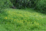 Arrowhead Butterwort & American Bistort in wet meadow community