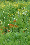 Harsh Paintbrush, American Bistort w/ Yellow Monkeyflower & Arrowhead Buterwort soft bkgnd in wet meadow community