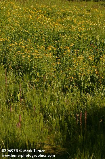 Senecio triangularis; Pedicularis groenlandica