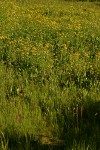 Arrowhead Butterwort & Elephant Head Lousewort in wet meadow community