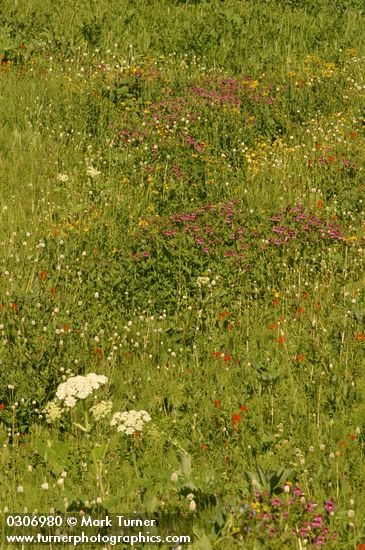 Polygonum bistortoides; Castilleja hispida; Mimulus guttatus; Castilleja hispida; Senecio triangularis; Mimulus lewisii; Heracleum maximum