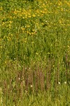 Elephant Head Lousewort w/ Arrowhead Butterwort soft bkgnd in wet meadow