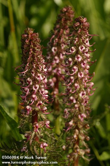 Pedicularis groenlandica