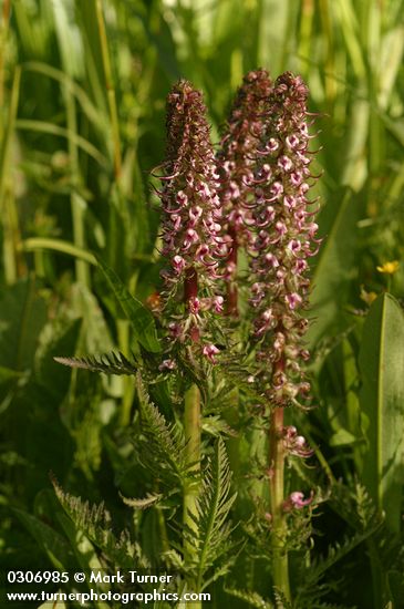 Pedicularis groenlandica