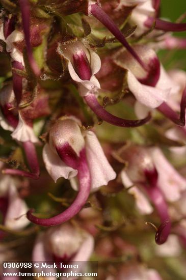 Pedicularis groenlandica