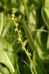 Slender Bog Orchid