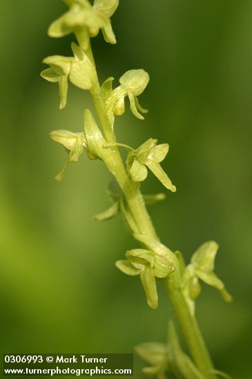 Platanthera stricta (Habenaria saccata)