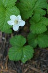 Dwarf Bramble