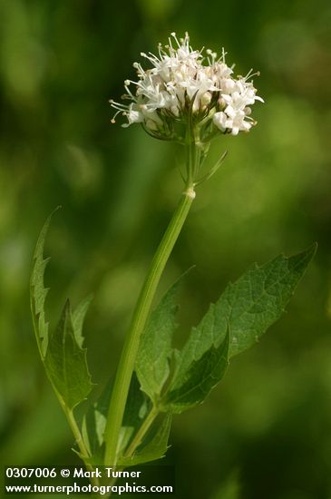 Valeriana sitchensis