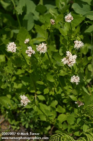 Valeriana sitchensis