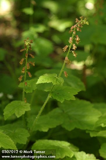 Tolmiea menziesii