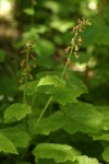 Bristle Flower