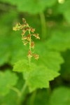 Bristle Flower blossoms & foliage detail