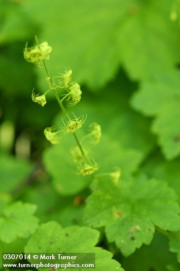 Mitella caulescens