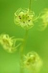 Leafy Mitrewort blossom extreme detail