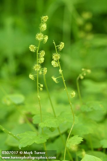 Mitella caulescens