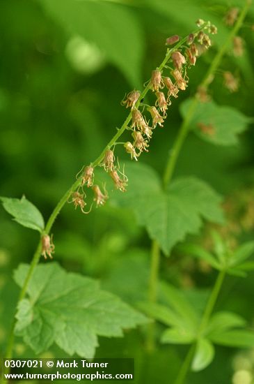 Tolmiea menziesii