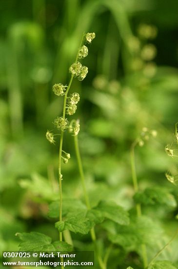 Mitella caulescens