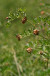 Big Deervetch blossoms & foliage