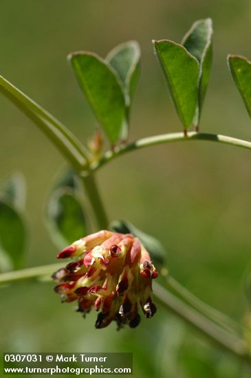 Lotus crassifolius