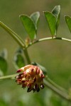 Big Deervetch blossoms & foliage detail