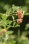 Big Deervetch blossoms & foliage