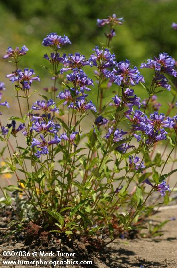 Penstemon serrulatus