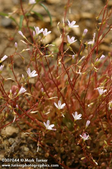 Montia parvifolia