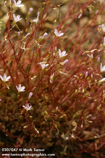 Montia parvifolia