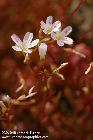 Montia parvifolia