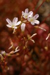 Littleleaf Montia blossoms detail