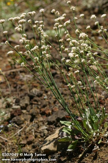 Eriogonum nudum